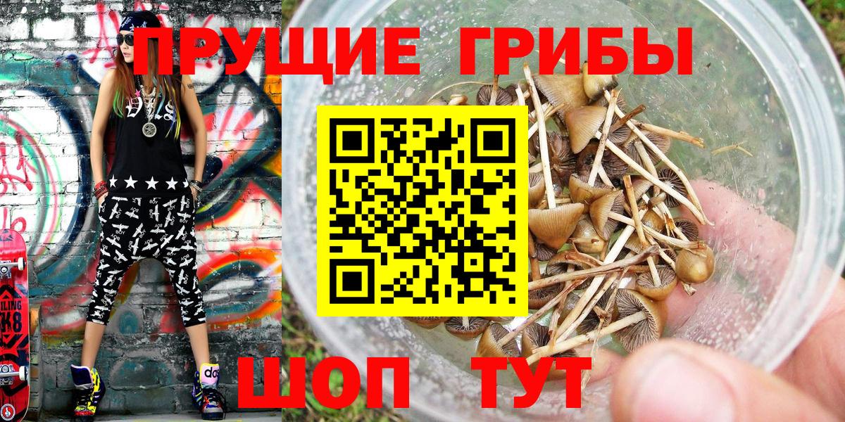 Псилоцибиновые грибы Psilocybe  Вход с VPN  Юрга 